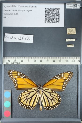 Media type: image;   Entomology 164953